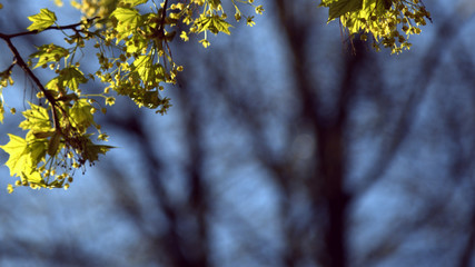 Blue with black background  with space for text.  Green sprigs of maple in early spring.