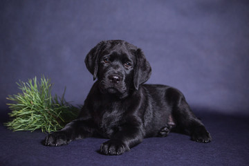 Portrait of a cute labrador puppy, two months old, lies with a sprig of spruce on a blue background in the studio