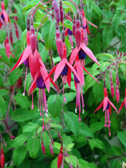 Fuschia