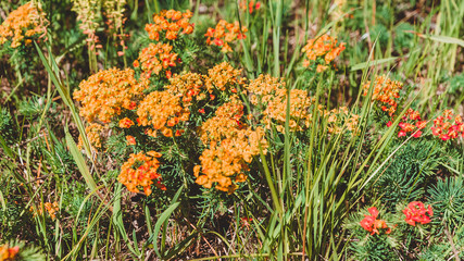 Siberian Wallflower Flowers in the spring in the field. Bright orange Erysimum