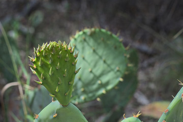 Fruiting prickly pear cactus close up of flowering blooms with out of focus background foreground in Texas desert.