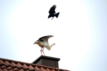 Rabe attackiert Storch