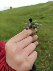 black flower in children's hands