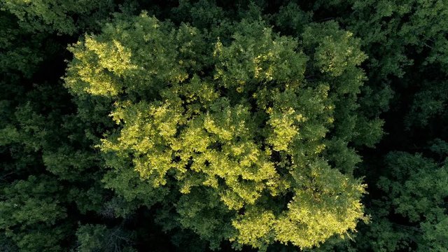 Aerial images of forests and nature
