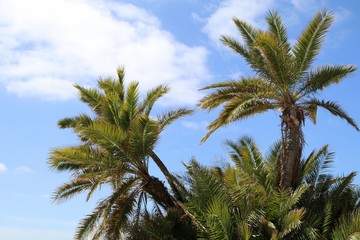 Naklejka na ściany i meble Low Angle View Of Coconut Palm Trees Against Sky