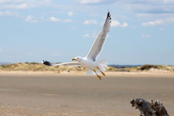 seagull flying over the sea