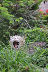 “Feral Whispers: A Cat’s Call from the Wild”