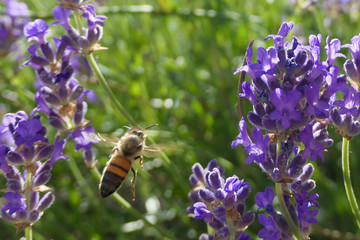 abeille lavande gros plan