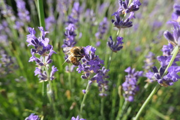 champs de lavande abeille