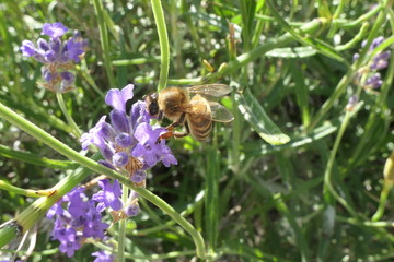 abeille sur la lavande
