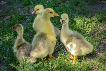 Yellow fluffy ducklings are in the meadow.