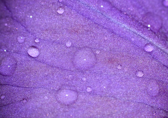 water drops on purple leaf