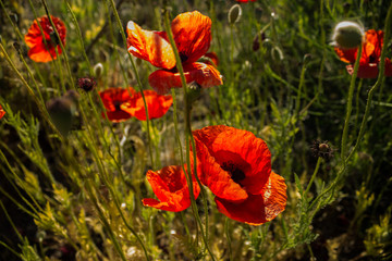 red poppy flowers