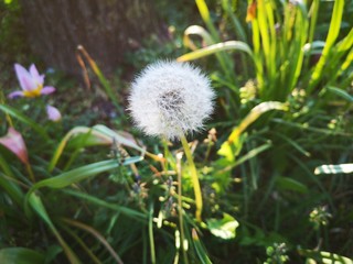 dandelion seed head