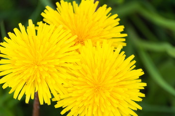 yellow-green juicy colors of spring or summer meadows. large flowers or inflorescences of dandelion. close-up, blurry background.