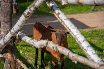 A small kid eats the bark from a birch picket fence.