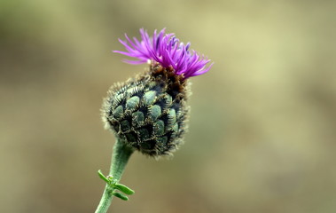 Nahaufnahme einer Skabiosen-Flockenblume