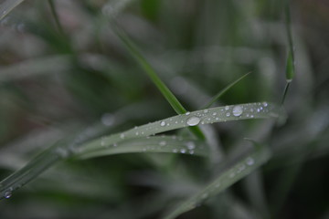 morning dew on a grass