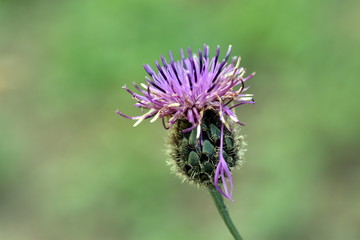 Nahaufnahme einer Skabiosen-Flockenblume