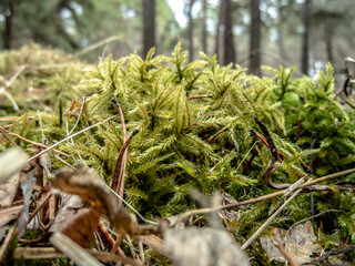 Green moss on tree in coniferous forest from Ural Mountains.