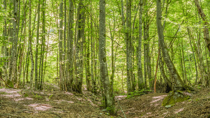 Troncs d'arbres en forêt durant le printemps