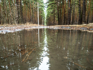 Reflection of trees in a big puddle after rain a path in a coniferous forest from Ural Mountains.