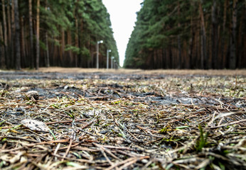 Moss in the coniferous forest from Ural Mountains.