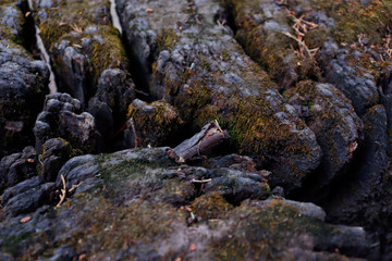 TREE TRUNK