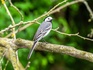Bachstelze (Motacilla alba) auf einem Ast vor grünem Waldhintergrund 