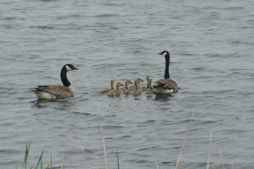 geese and goslings in pond