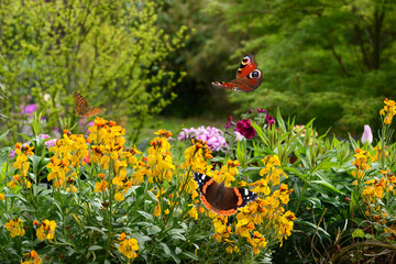 Schmetterling 644 © K.-U. Häßler