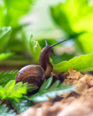 Snail gliding on the wet leaves in the garden. Snail close up. Nature life concept.
