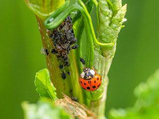 Marienkäfer (Coccinellidae) verzehrt eine Blattlaus (Sternorrhyncha) an einer Pflanze mit Lauskolonie