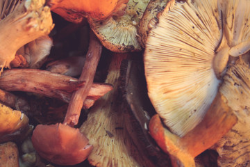 Different kinds of edible mushrooms close up