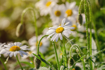 Chamomile flower with dew drops on white petals, close up
