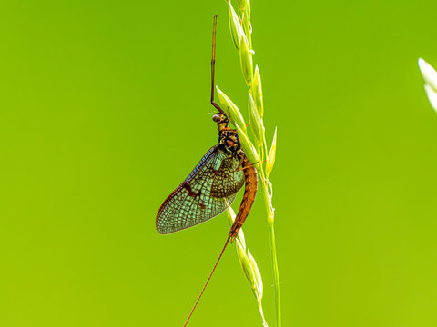 Gemeine Eintagsfliege oder Braune Maifliege (Ephemera vulgata) an einem Grashalm isoliert vor gr&uuml;nem Hintergrund
