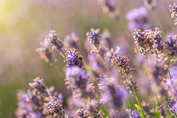Fototapeta premium Blooming lavender in a field at sunset.
