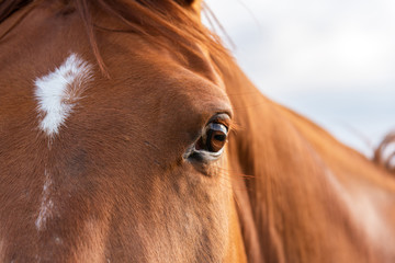 Eye of the horse