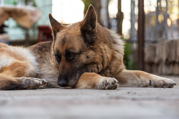 Naklejka premium German shepherd close view on face.