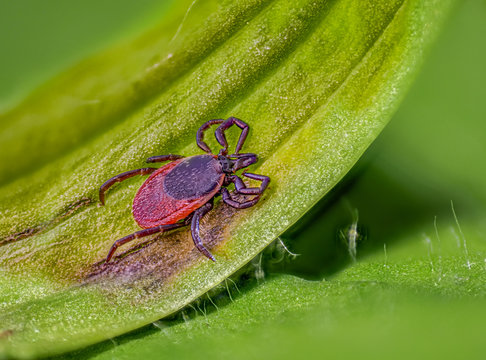 Eine Zecke der Zeckenart Gemeiner Holzbock (Ixodes ricinus) auf einem Blatt in der Wiese als Makro-Aufnahme