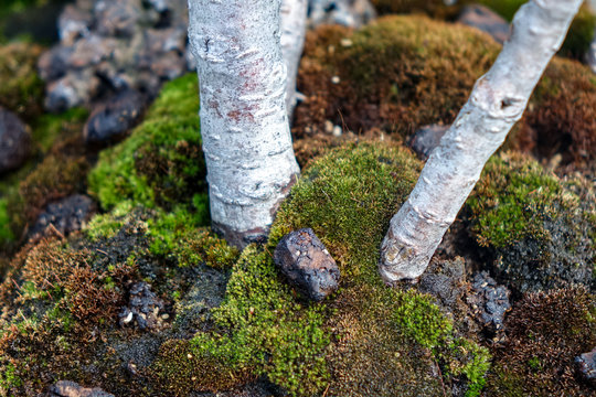 Close up macro shots of the base / bark / soil / moss of the small tree with fine details and factures / textures