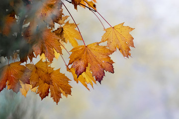 Naklejka na ściany i meble Autumn maple leaves in the fog. Autumn background