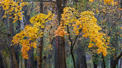 Maple with yellow autumn leaves in the autumn park