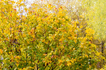 Background from colorful autumn maple leaves in the forest