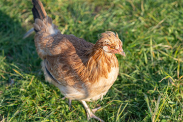 Austrian Sulmtaler breeds chicken photographed from above