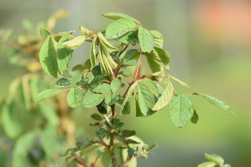 Fototapeta na wymiar green leaves rosehip in spring