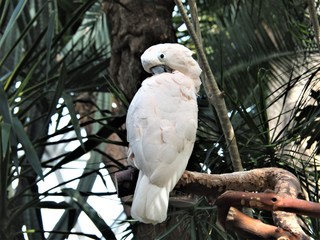 white parrot with head turned