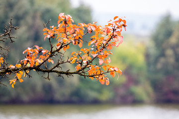 Tree branch with bright orange autumn leaves on a blurred background
