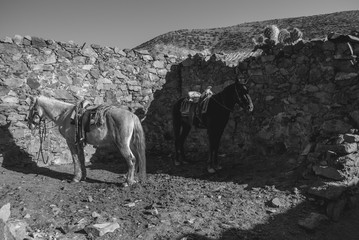 Fototapeta na wymiar Black and white portrait of horses in Real de Catorce, Mexico