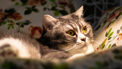 A large British shorthair gray tabby cat lies on an armchair. Cat face close up.